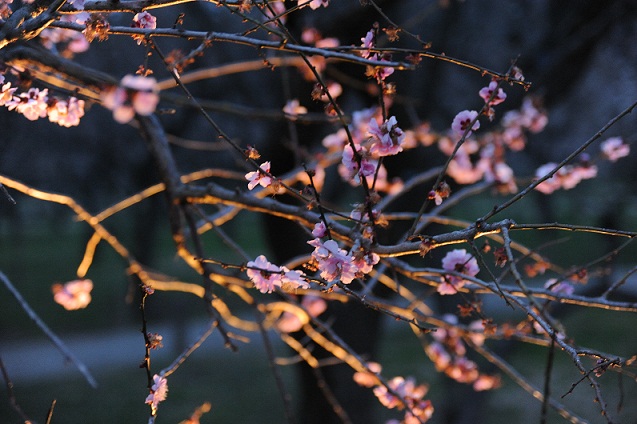 2013.3.22 060.JPG