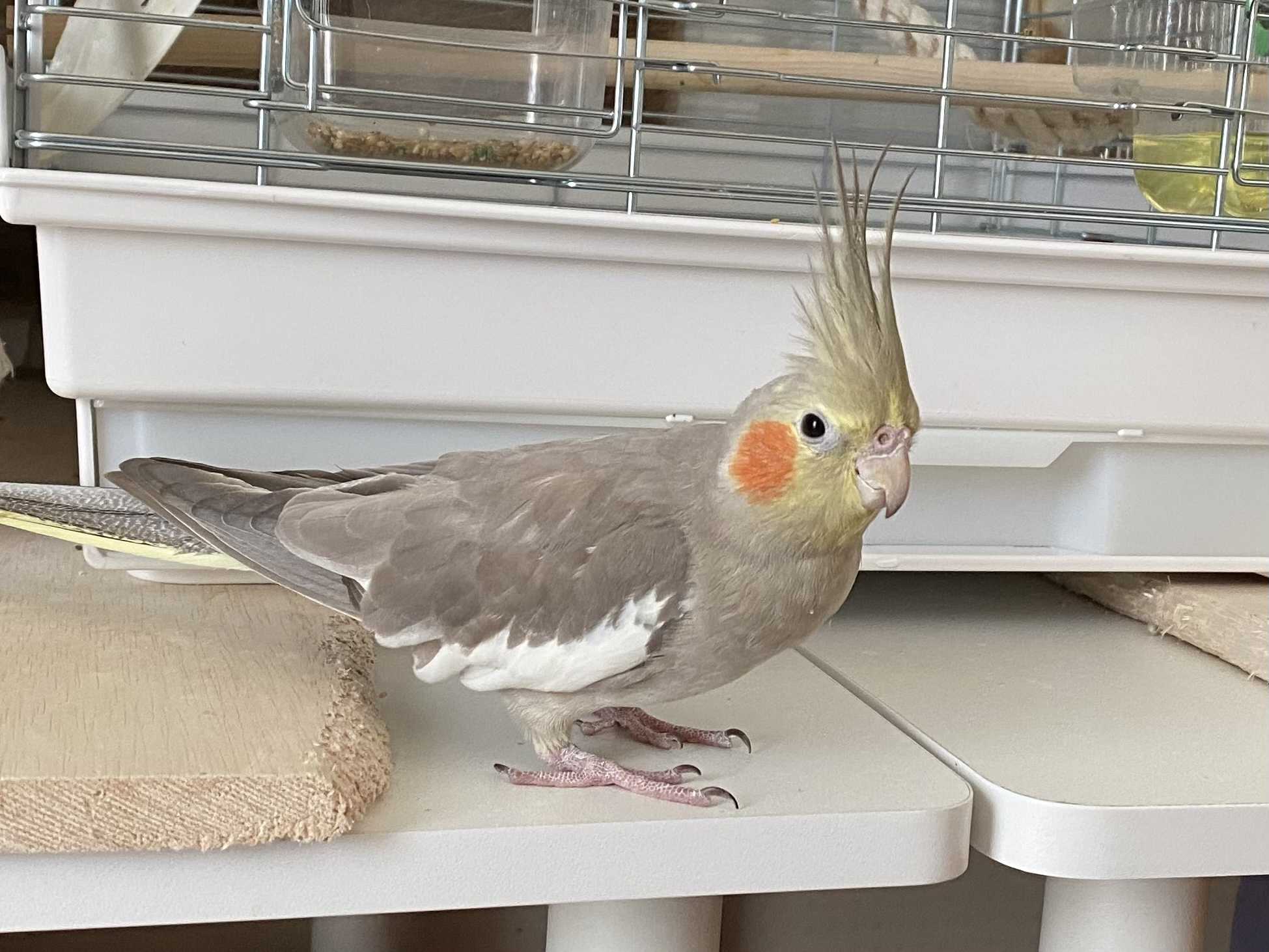 オカメインコ100％有精卵 3個