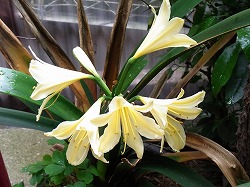 キイロクンシラン