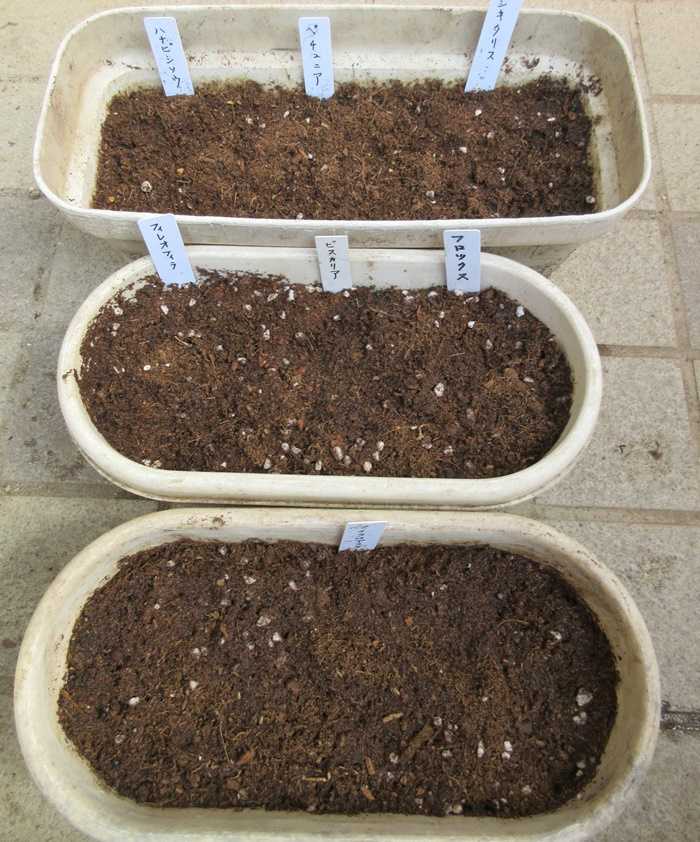 マイクロアスター ハナビシソウ ビスカリア ペチュニアの種まき 狭い庭を花いっぱいにする育て方 楽天ブログ