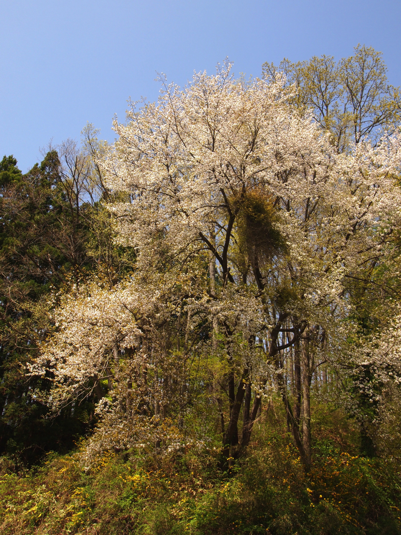 P4242921.jpg