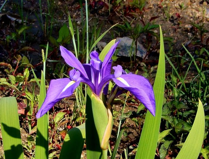 カキツバタ4