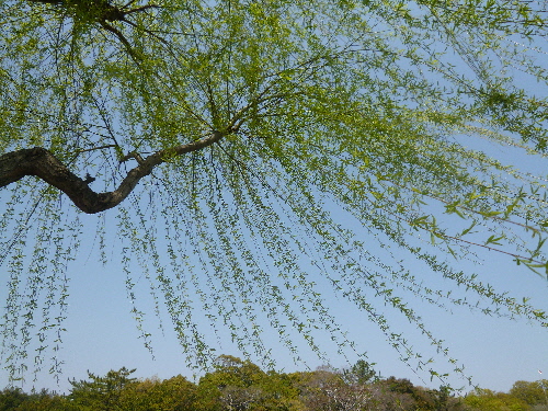 P1100177(1).JPG