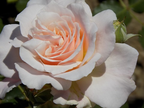 DSCN0509.JPG