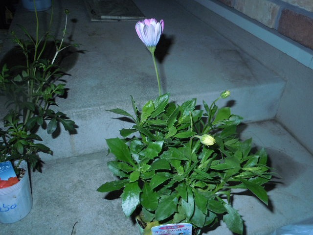 DSCN4227.jpg