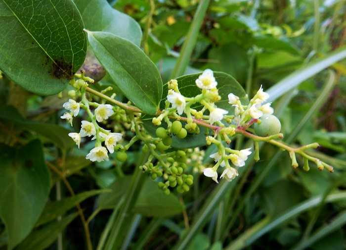 アオツヅラフジ花1