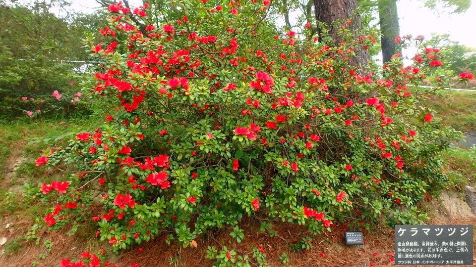 6月上旬の赤い花 半田山植物園 楽天版じぶん更新日記 楽天ブログ