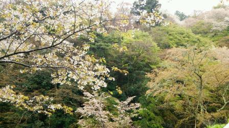 吉野4.jpg