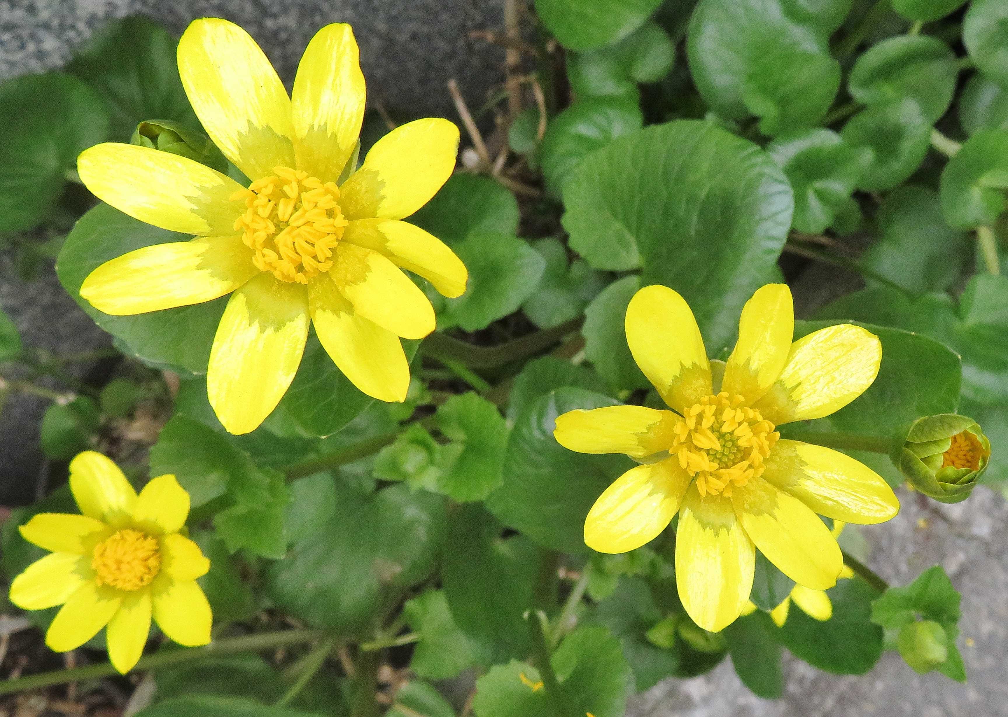 私は図書館へ 花はヒメリュウキンカ だい のひとりごと 楽天ブログ