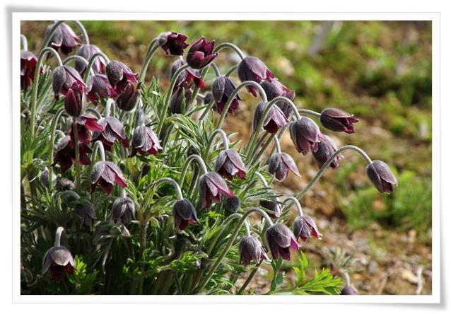 吉岡園地-7 オキナグサ-2 15.4.22