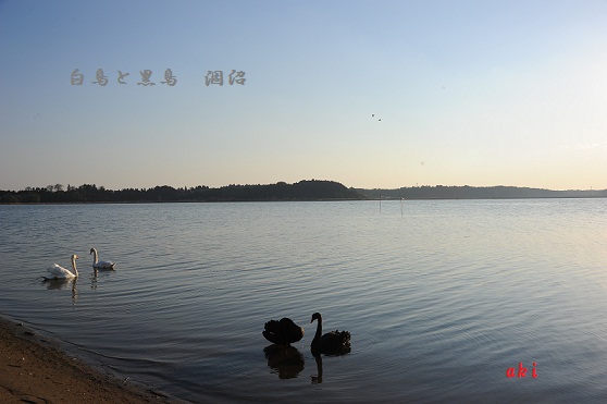 涸沼の夕景　２０１１・１・２２ 015.JPG