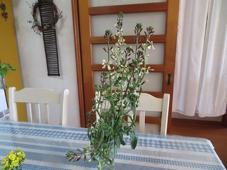 ピンクの雪柳が素敵 ルッコラの花で冷製パスタ 静かな時が流れる 風の庭 楽天ブログ