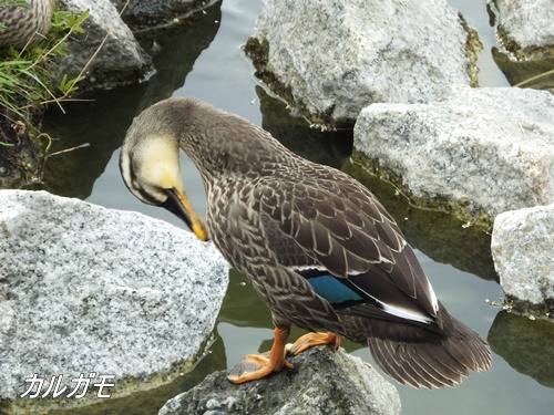 小池公園にて