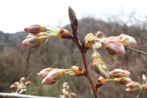 サクラ（桜）