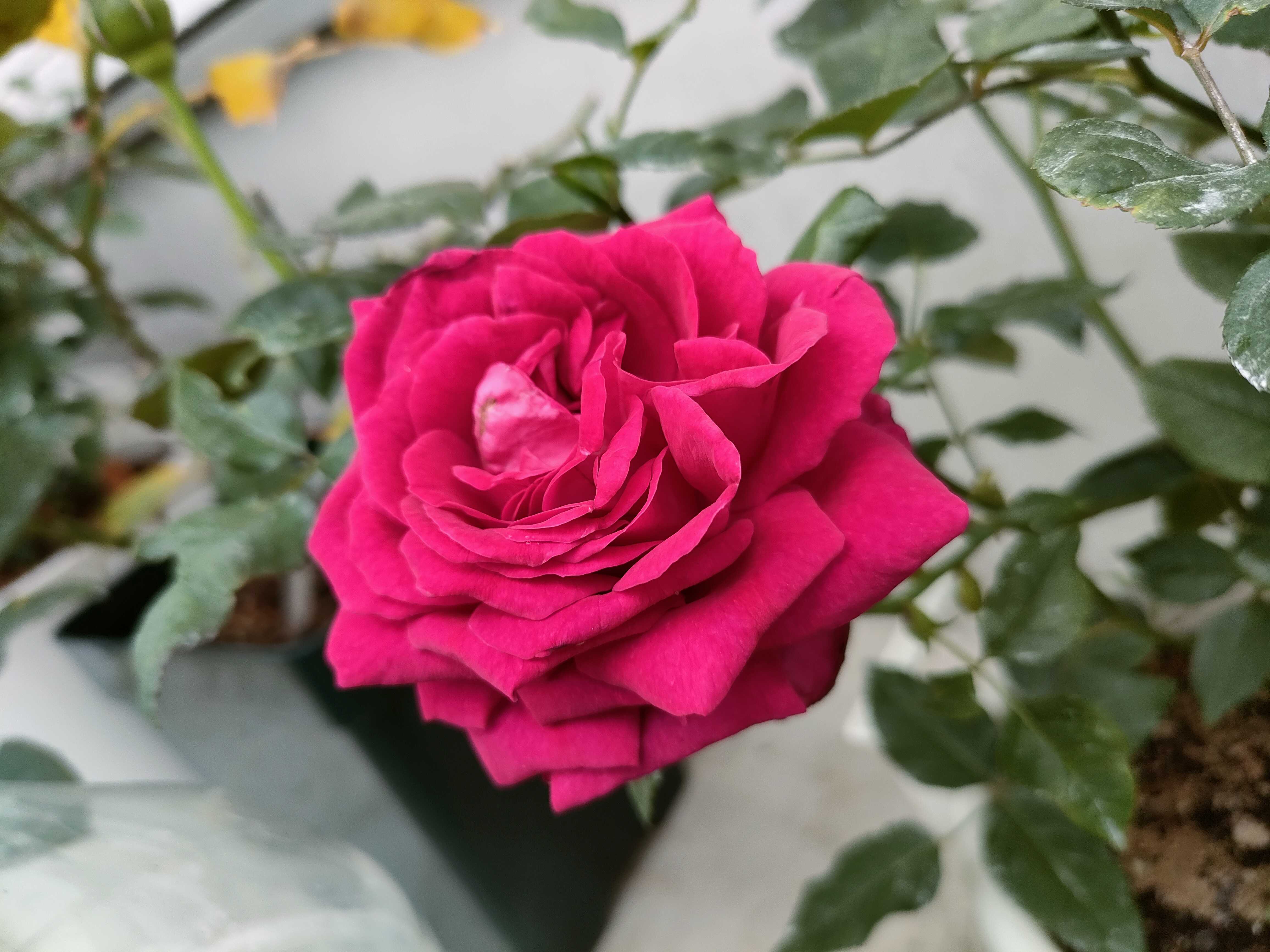 トゲがほぼ無いバラ アロマアークが咲きました♫ カヲスなヲタク冒険記 楽天ブログ