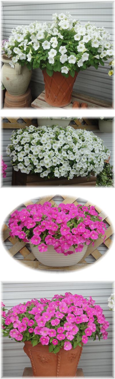 綺麗に咲いているショックウェーブ