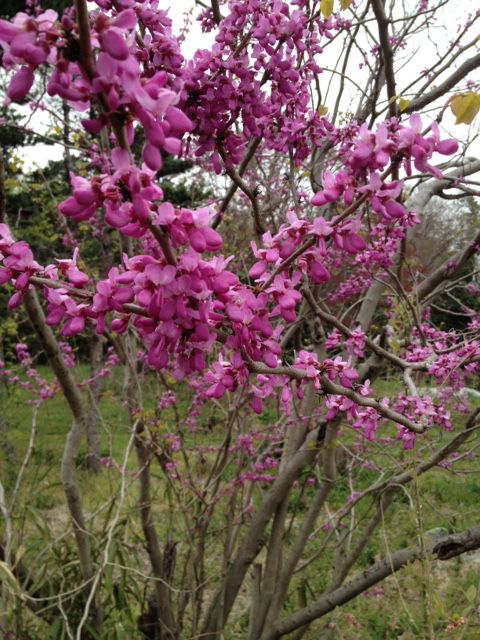 蘇芳の花が咲きました お掃除が呼ぶ幸せ 掃除の世界から見えたこと 楽天ブログ