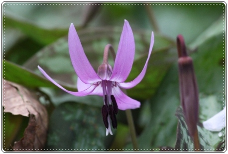 平栗-4 カタクリ-4 13.3.31