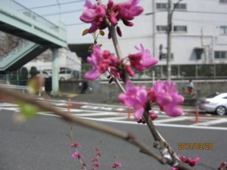 六環の花ずおう