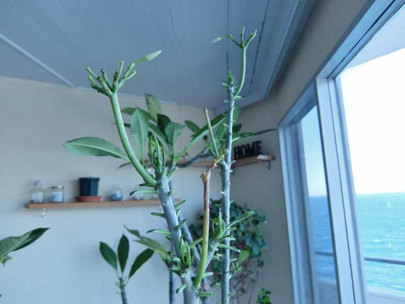 プルメリア プディカ 瀕死 冬 枯れ 葉 寒