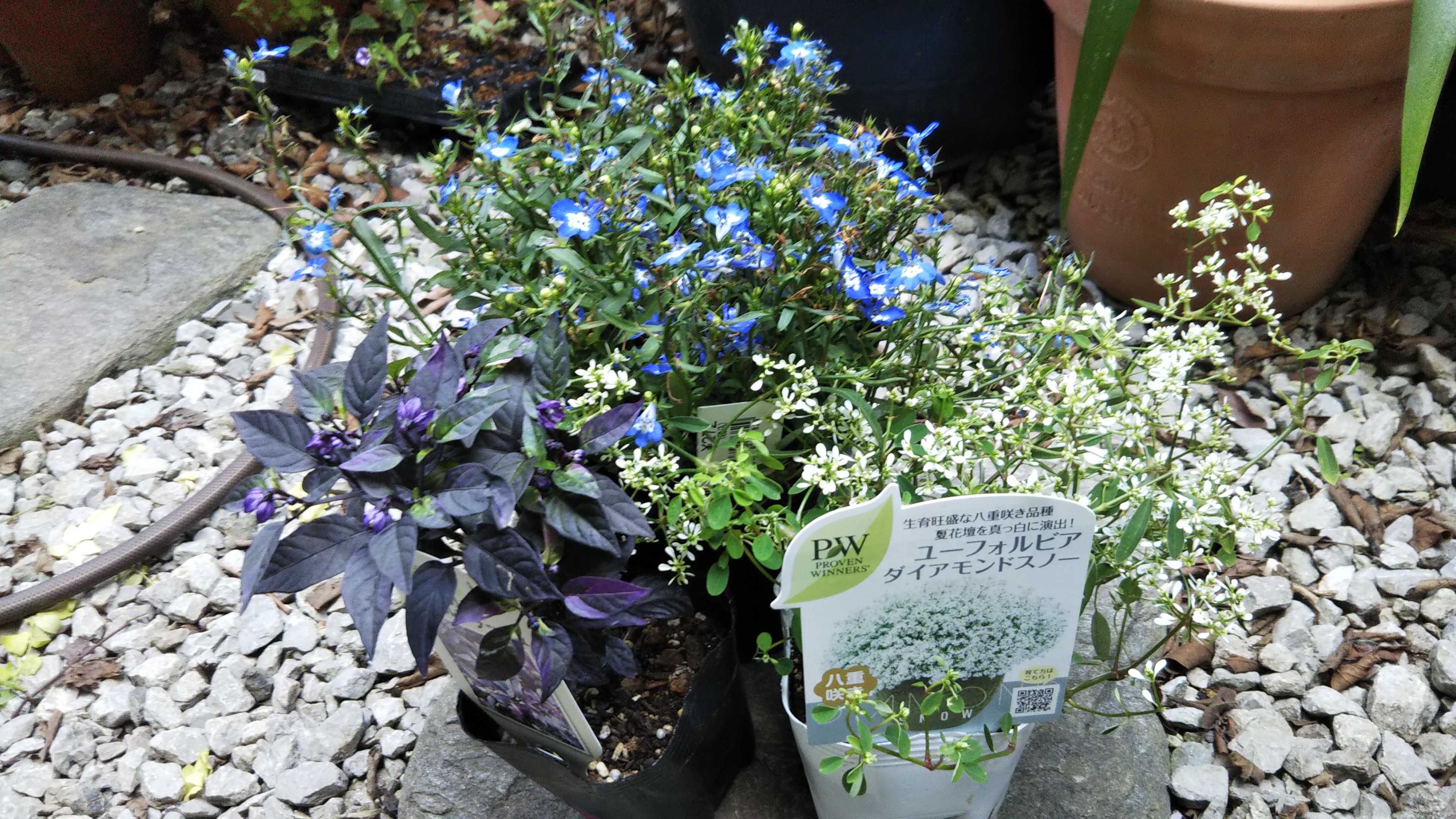 スーパートレニア切り戻し ちいちゃんと雷 シェードガーデンと猫 楽天ブログ