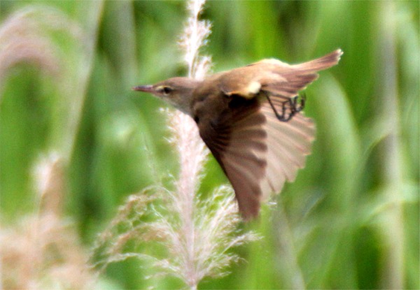 IMG_0542ヨシキリ.jpg