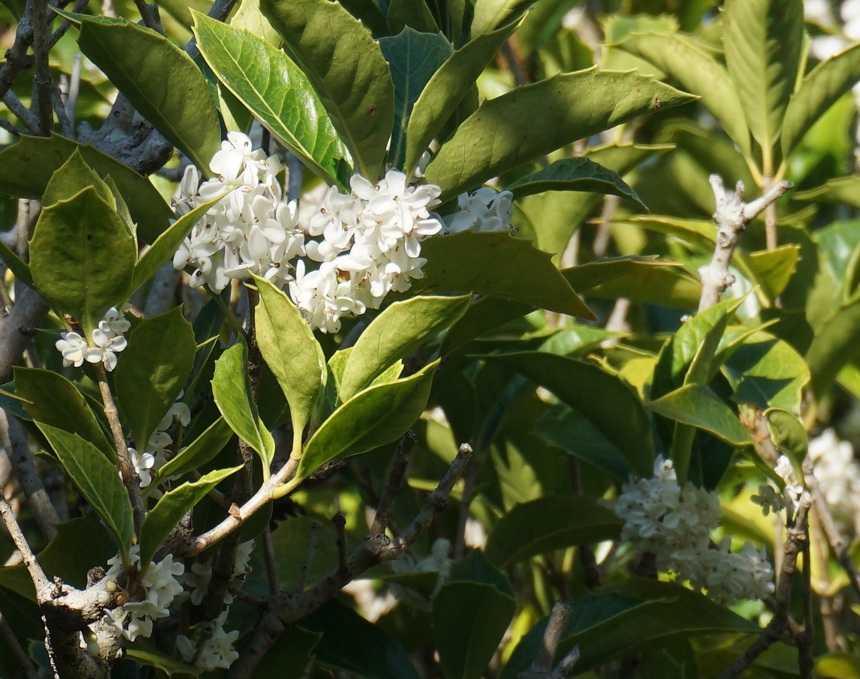 金木犀の花 Ishimiおじさん旅日記 楽天ブログ