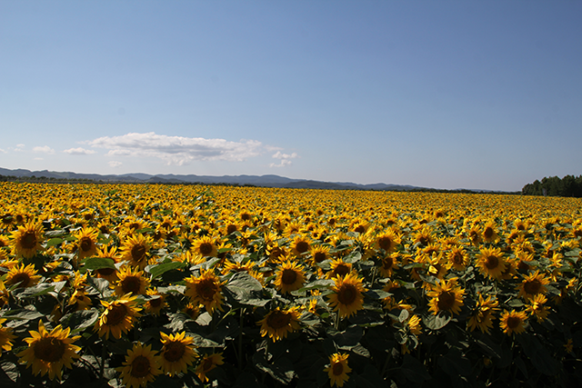 北海道 女満別空港に隣接する巨大なひまわり畑 オホーツクからのちょっとおすすめ 楽天ブログ