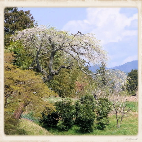 貴人桜