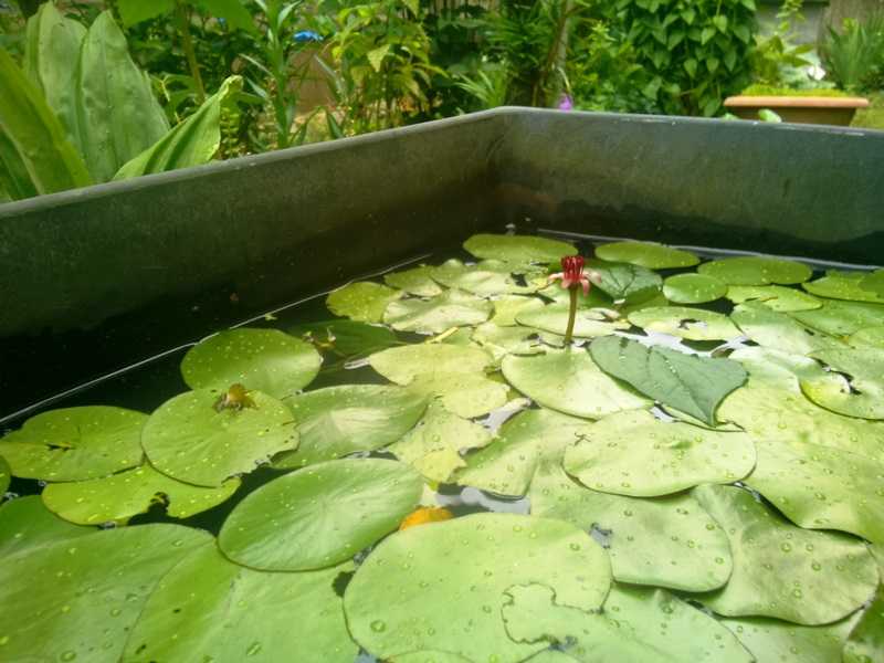 蓴 ぬなわ 蓴菜 じゅんさい 熊谷 西別府 楽天ブログ