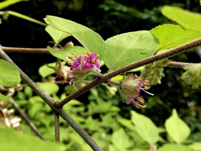 ヤブムラサキ花