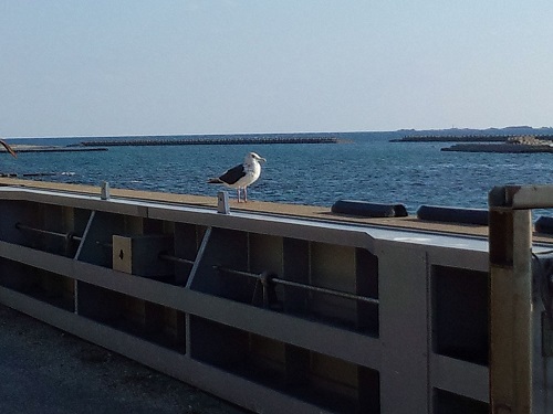 カモの助と海