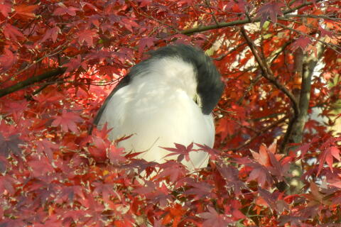 洗足池の野鳥