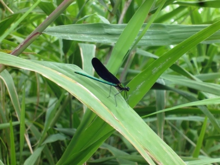 DSC04681z.jpg