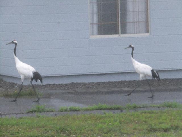 DSCF1442.jpg
