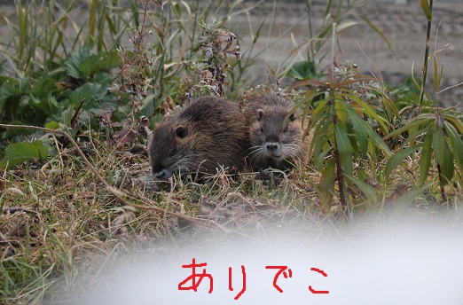 ヌーさん