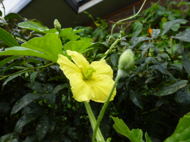 265 ゴーヤの花