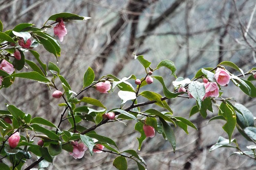 椿の花（侘助）