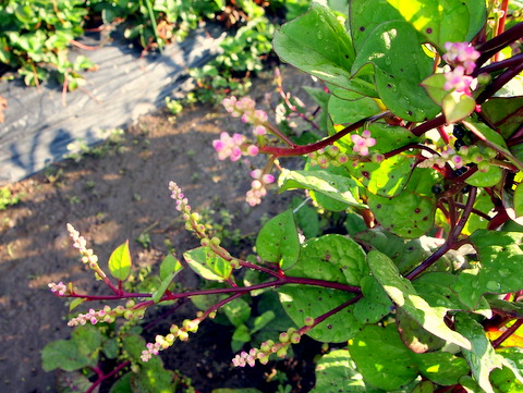 ツルムラサキの茂り