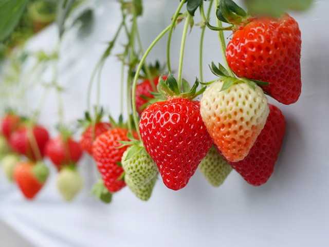 大玉、中玉、小玉 いちごの国 楽天ブログ