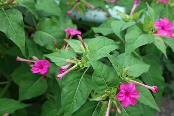 花白粉 はなおしろい 日常茶飯事 楽天ブログ