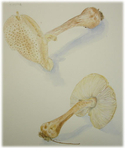 自然保護センターのきのこ