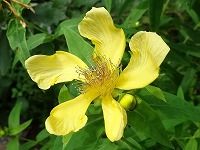 誕生花のないトモエソウ 巴草 の花言葉 人気のある 花弁がねじれた黄金色の美しい花の 集中力 弥生おばさんのガーデニングノート 花と緑の365日 楽天ブログ
