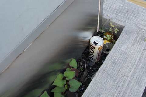 大人の飲み物でしょ