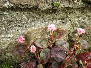IMG_8947ss.jpg