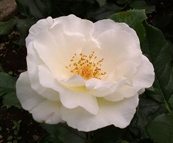 代々木公園の白いバラ.jpg