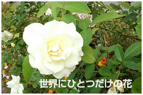 rblog-20161026205858-00.jpg