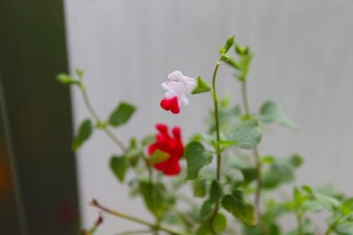 復活の開花 この花も おとっつぁん いろいろやっちょります 楽天ブログ