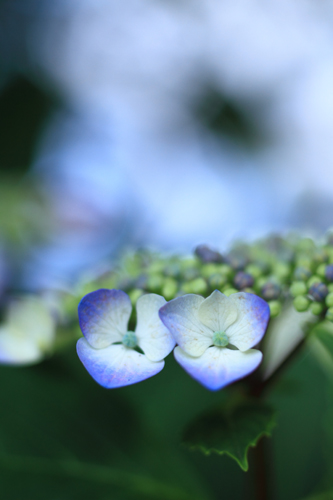 img7809