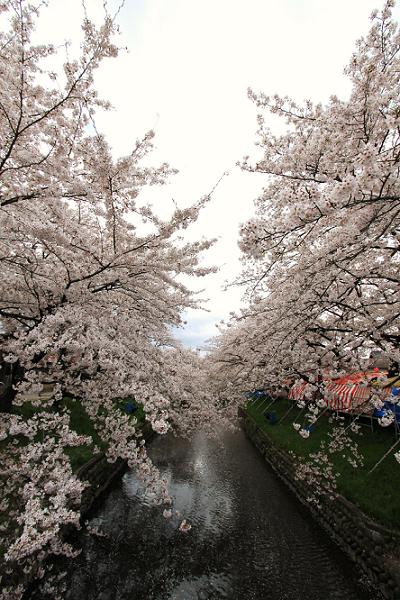 五条川の千本桜3.jpg